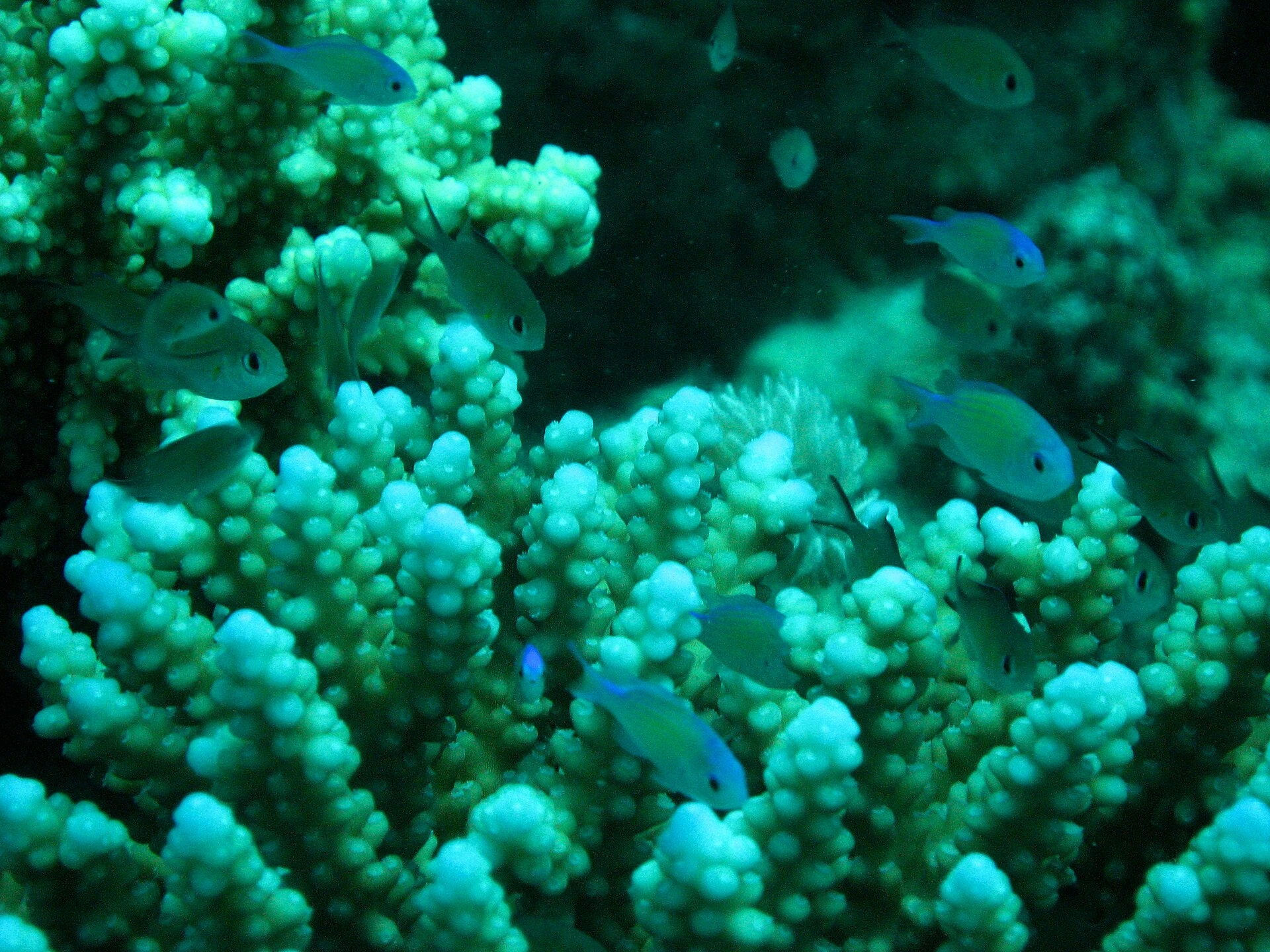 マルサアラムの紅海に広がるサンゴ礁