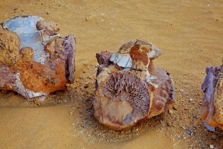 ファイユームの古い海底環境を伝える海洋生物の化石を含む岩石