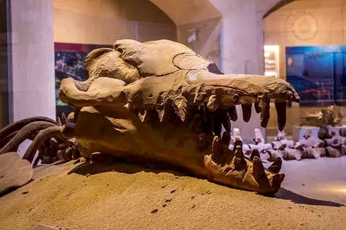 ワディ・エル・ヒタンの博物館に展示された古代クジラの頭骨化石