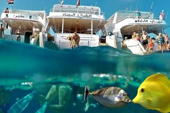 紅海のシュノーケリングボートと熱帯魚