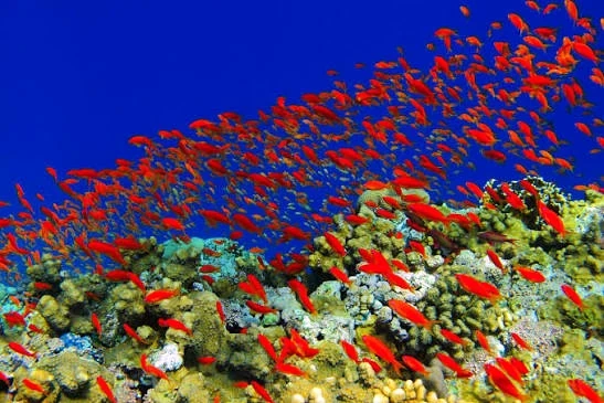 紅海のサンゴ礁を泳ぐ赤い魚の群れ