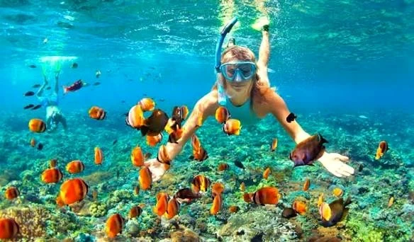 紅海のカラフルな魚とシュノーケリング