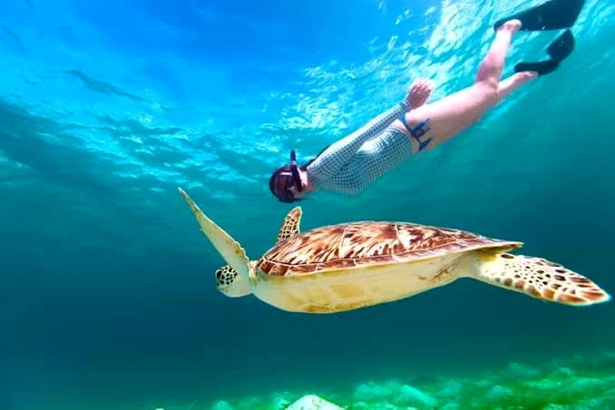 紅海でウミガメと泳ぐシュノーケリング体験